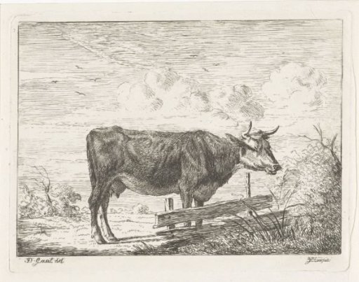 Cow, standing by a fence