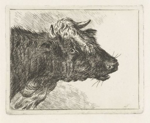 Lowing ox