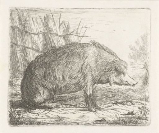 Sitting wild boar