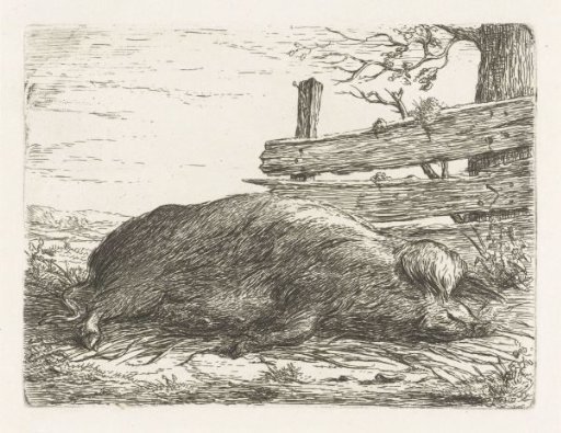 Reclining wild boar