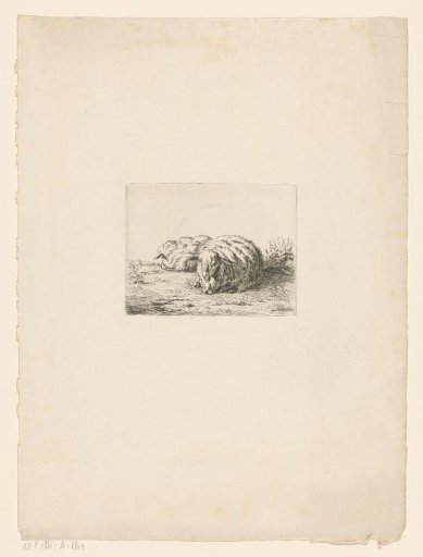 Two Recumbent Sheep