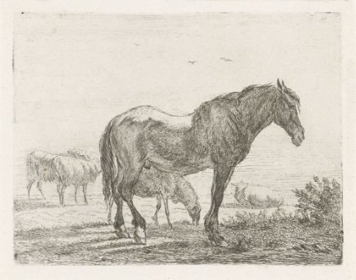 Standing horse before a flock of sheep