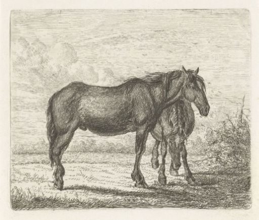 Two horses