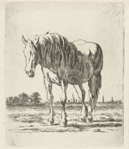 Standing white horse