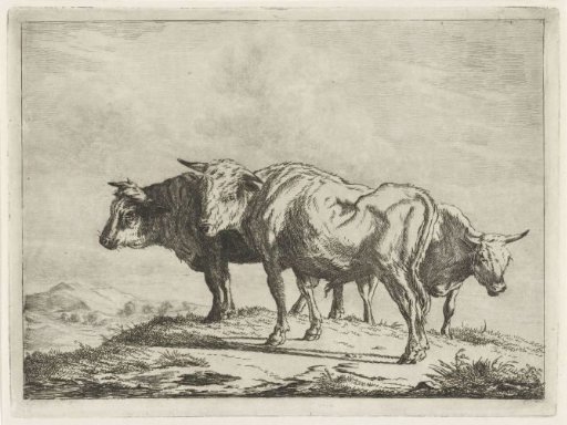 Three oxen