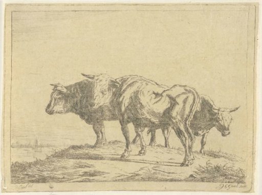 Three oxen