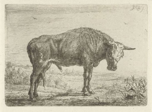 Standing bull