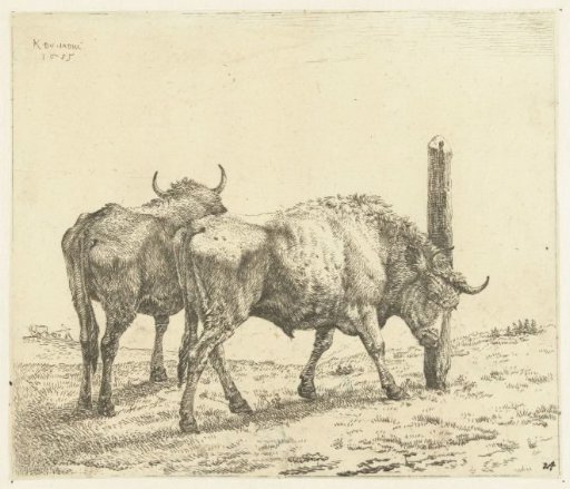 Two Oxen, One Rubbing its Head Against a Post