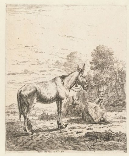 Mule with bell on halter and two lying donkeys