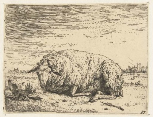 Resting sheep