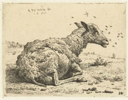 Lying sheep with flies