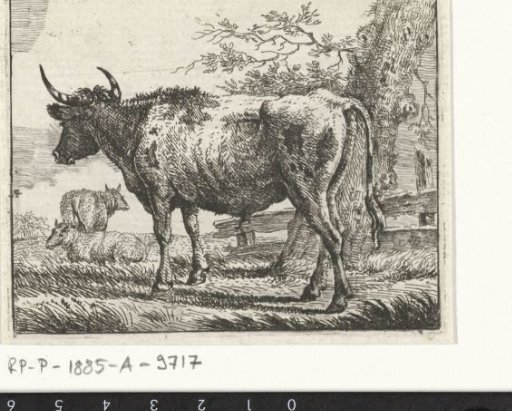Standing cow with two sheep