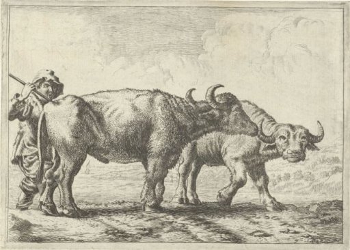 Two buffaloes and a shepherd