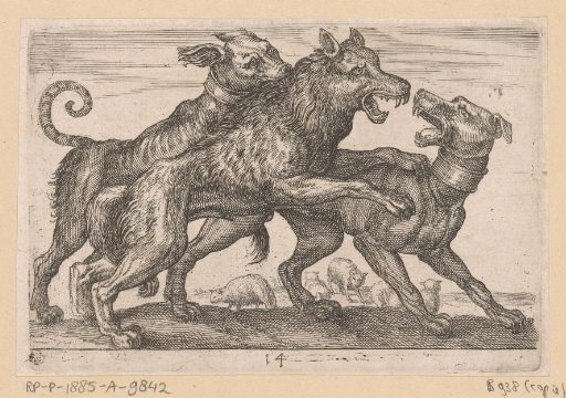 Two Dogs Fighting a Wolf