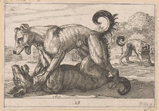 Two Mating and Two Fighting Dogs