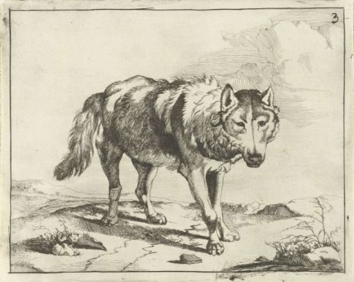 Standing Wolf Seen from the Front