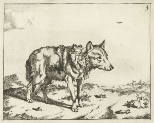 Standing Wolf, and Profile