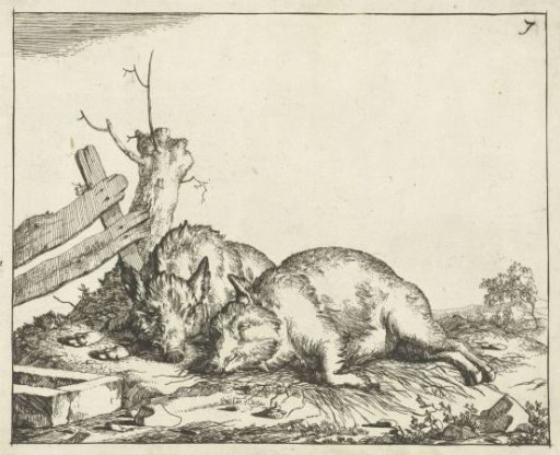Two Pigs Reclining by Fence