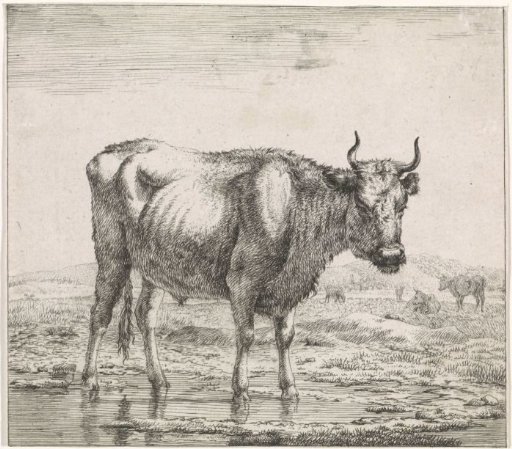 Standing Ox in the Water
