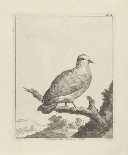 Green Imperial-Pigeon