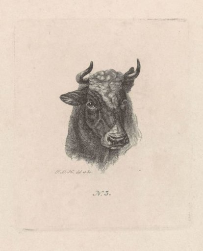 Head of a Cow