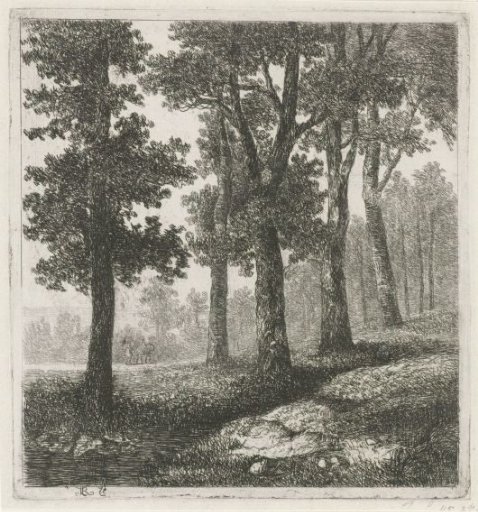 View of a forest edge
