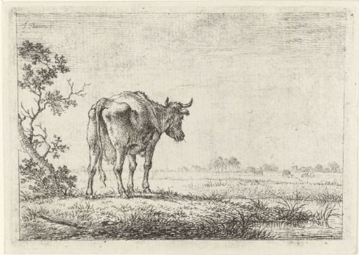 Cow in a Meadow