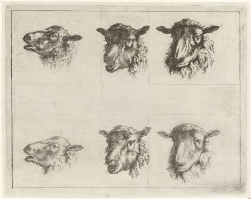 Study Sheet with Six Sheep Heads