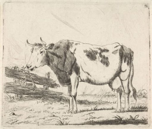 Cow at fence