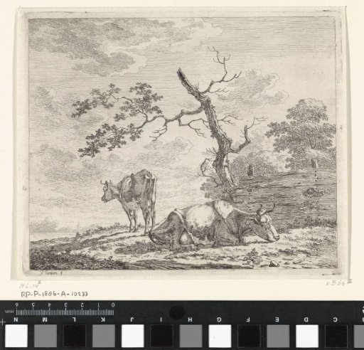 Two Cows by a Fence