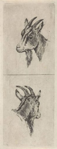 Goat's head