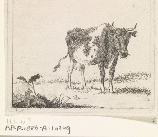Cow Standing in a Meadow
