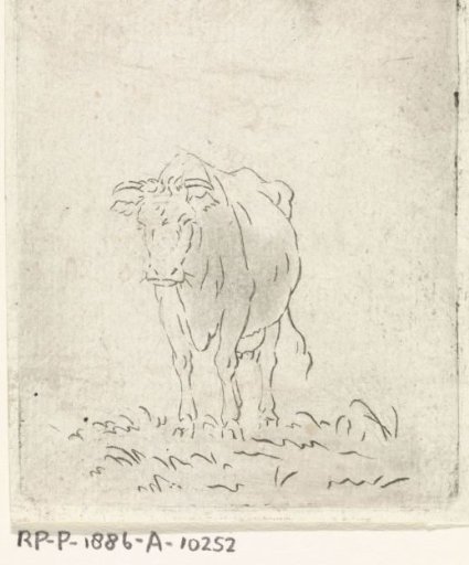 Cow, from the front