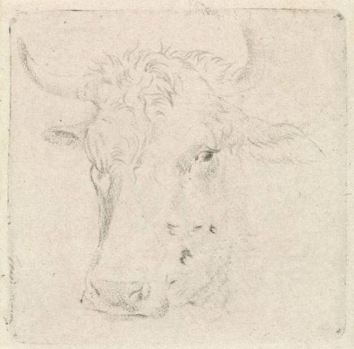 Ox's head