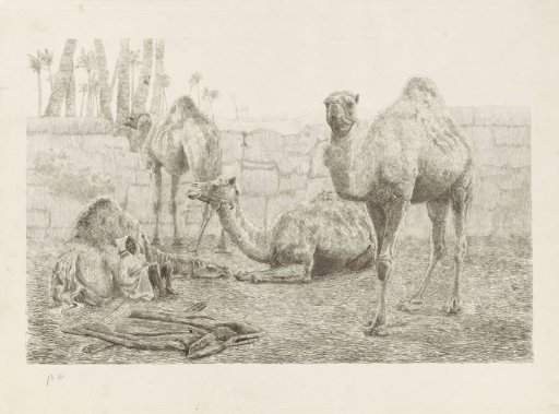 Camels