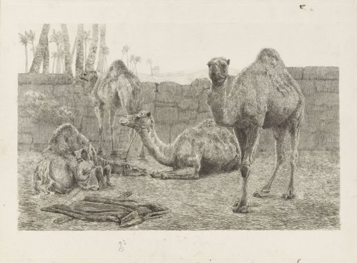 Camels
