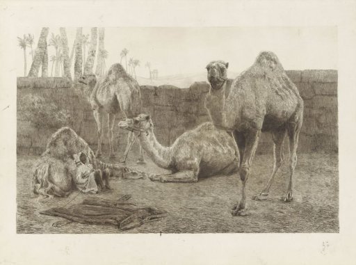 Camels