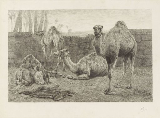 Camels