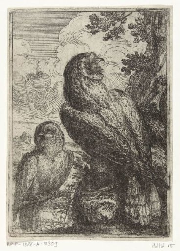 Two owls