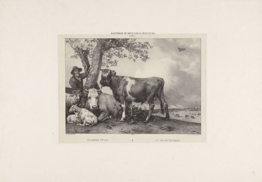 Bull