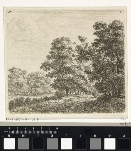 Two forest paths