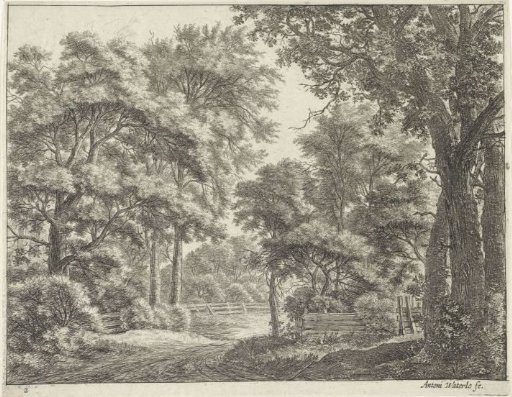 Large trees on both sides of a path