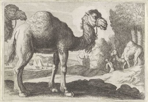 Camels