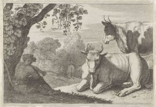 Cows