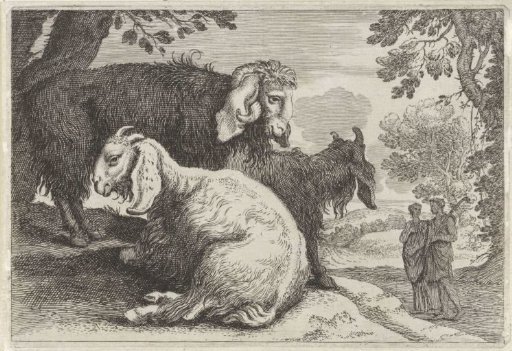 Angora Sheep