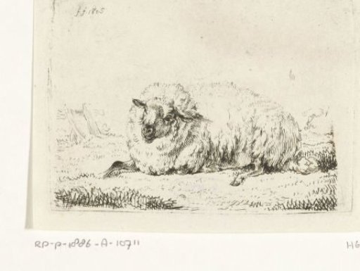 Sheep lying down with thick fleece