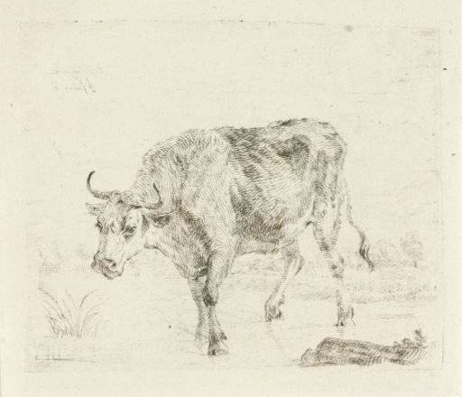 Ox in shallow water
