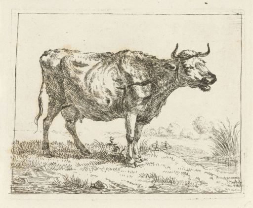 Lowing cow at the water's edge