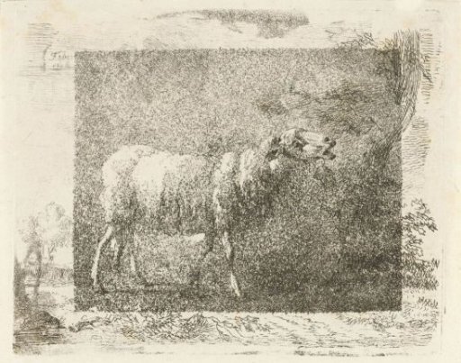 Standing sheep
