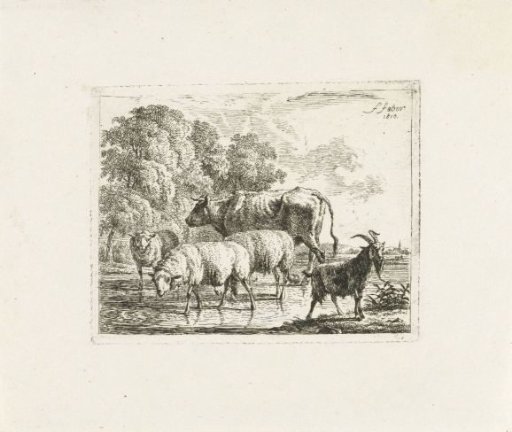 Ox, goat and three sheep in shallow water